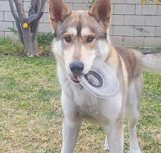 Photo of Odin