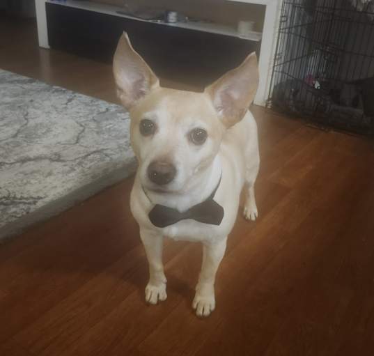 Photo of Lucky