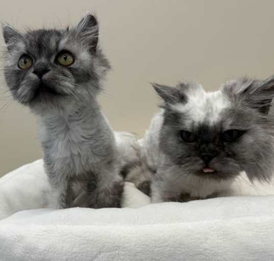 Photo of Mitzy & Pippa