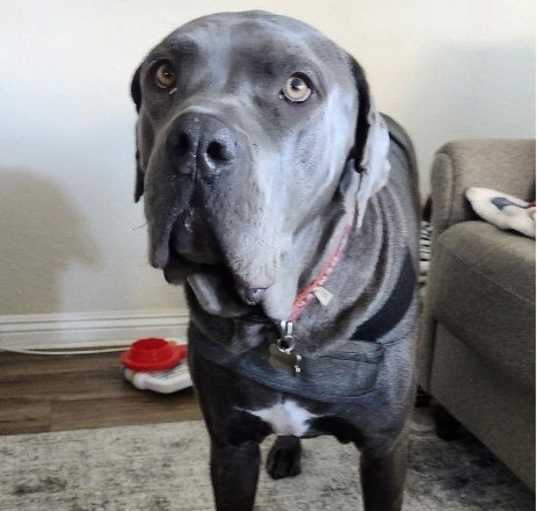 Photo of Duke - Courtesy Post