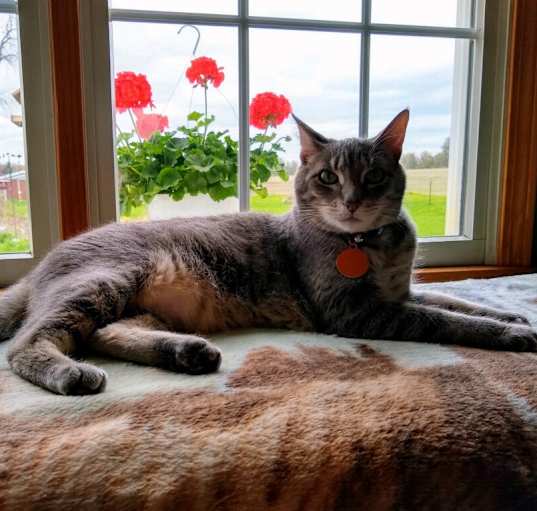 Photo of Copper
