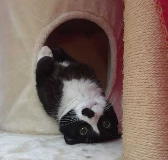 Photo of Laszlo