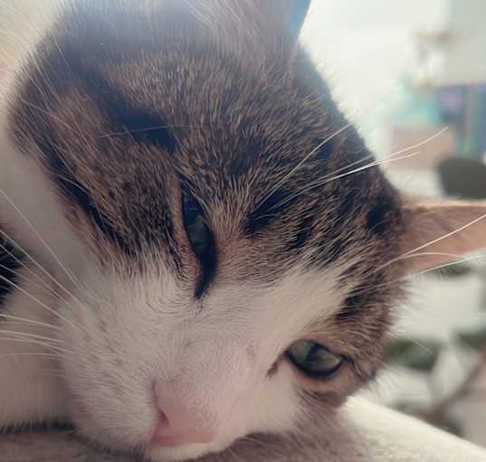 Photo of Muneca (moon-yek-ah)
