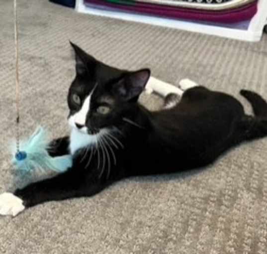 Photo of Tux