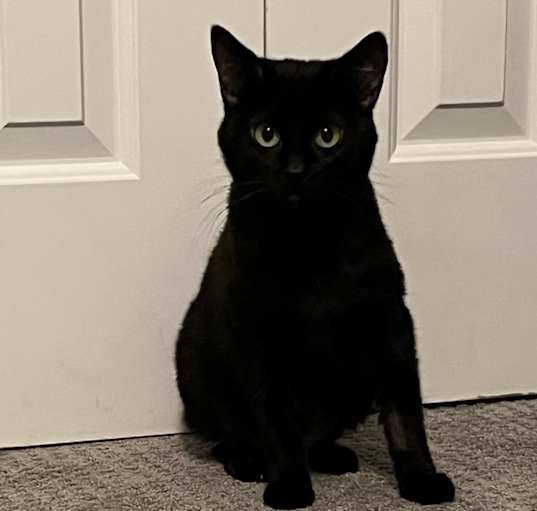 Photo of Midnight
