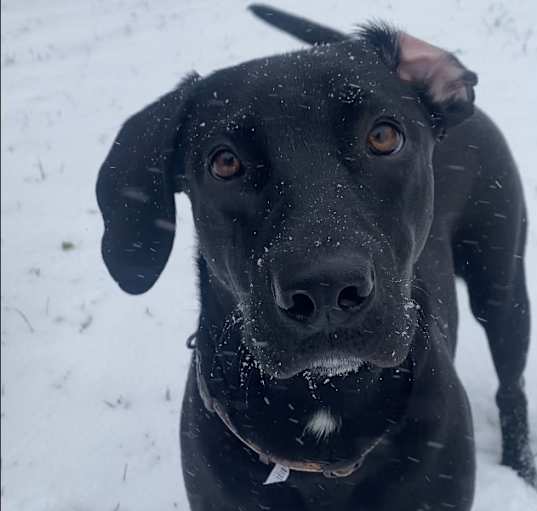 Photo of Milo