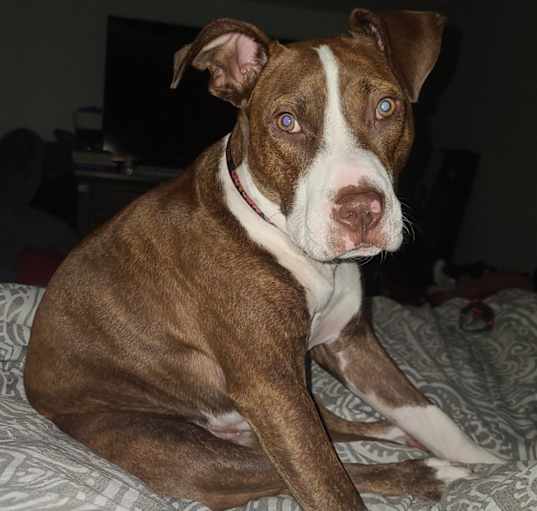 Photo of Duke