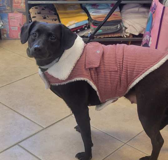 Photo of Lily
