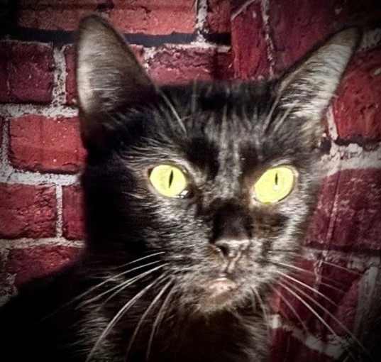 Photo of Lyric