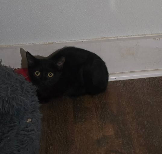 Photo of Cherry