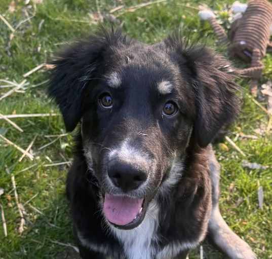 Photo of Barkley (in foster)