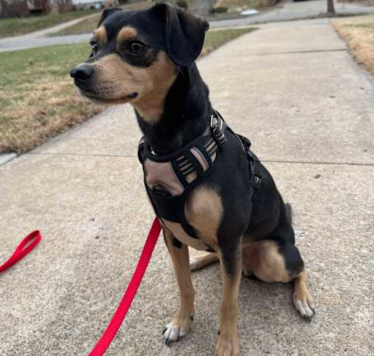 Photo of Dexter 