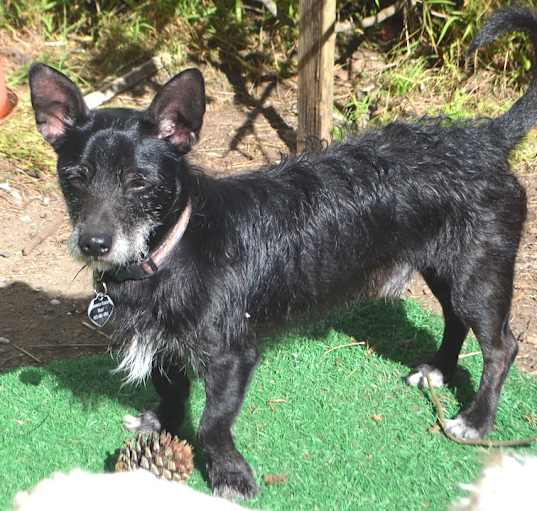 Photo of Kobi