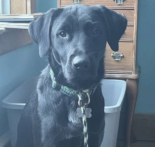 Photo of Knox
