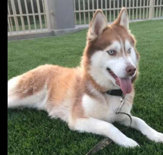 Photo of Canela