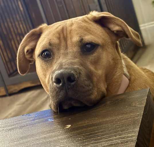 Photo of Dolly