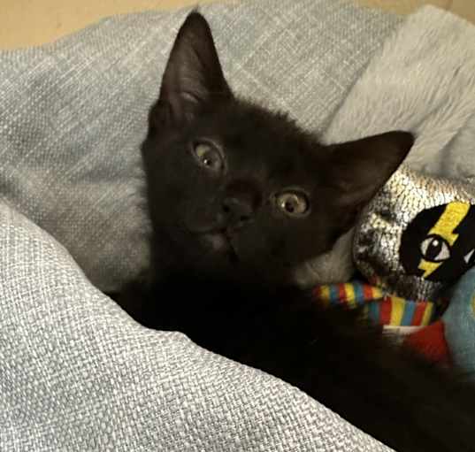 Photo of Comet