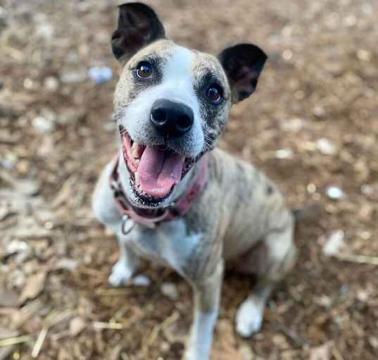 Photo of DOZER