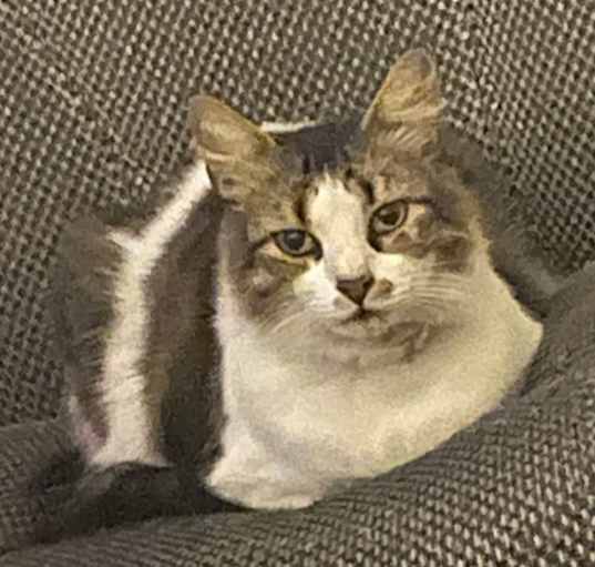 Photo of Harley