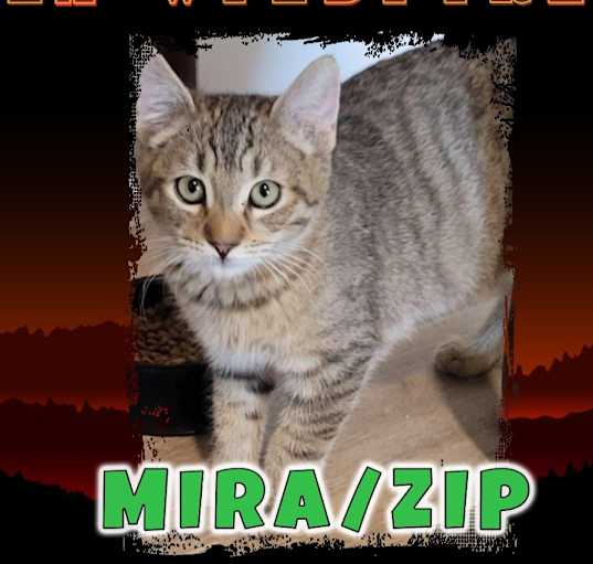 Photo of Mira/Zip