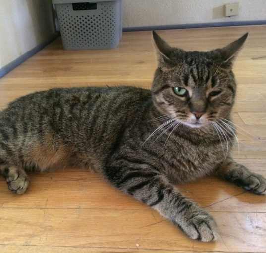 Photo of Penny