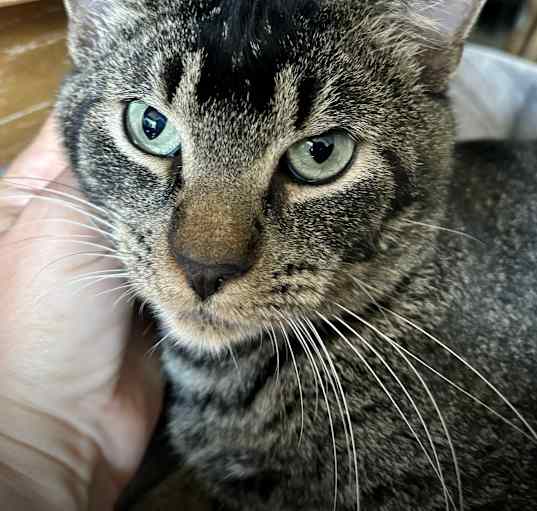 Photo of Louie