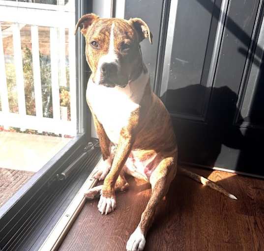 Photo of Moose