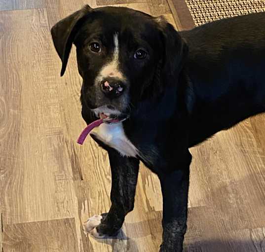 Photo of Onyx
