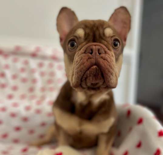 Photo of Bruno