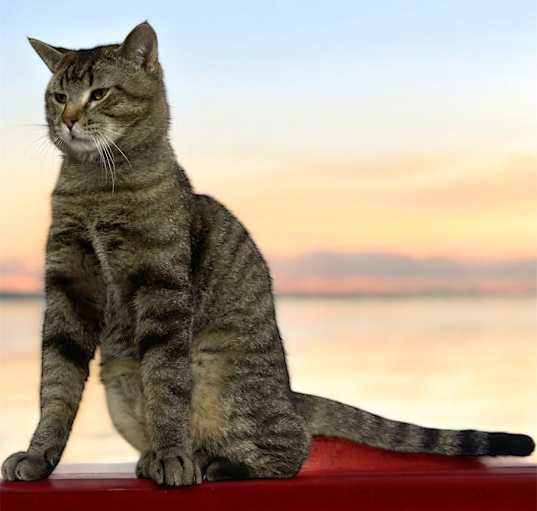 Photo of Tigger