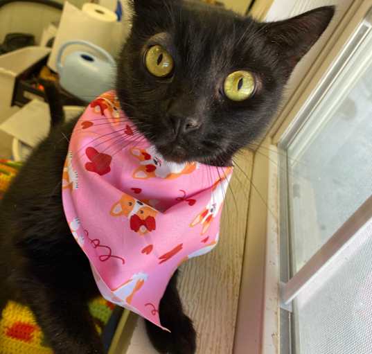 Photo of Knight