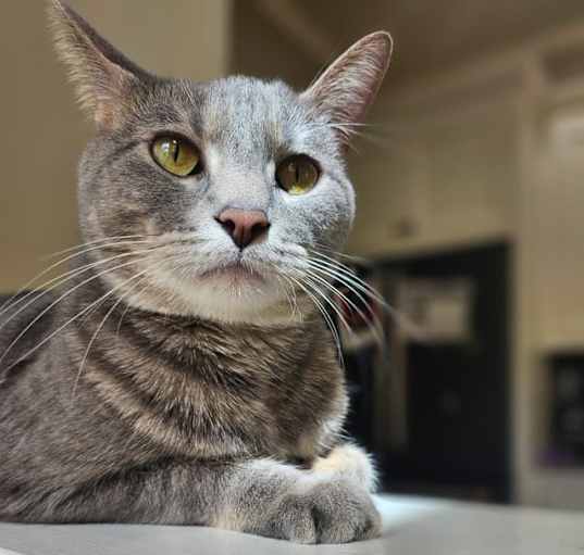 Photo of Nali
