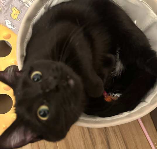Photo of Boo Bear