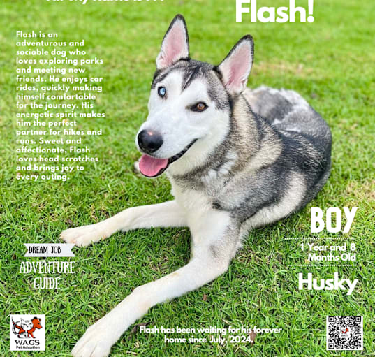 Photo of Flash