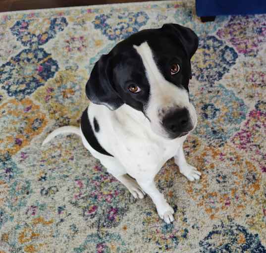 Photo of Daisy