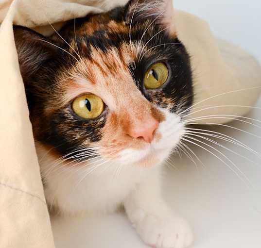 Photo of Jenny