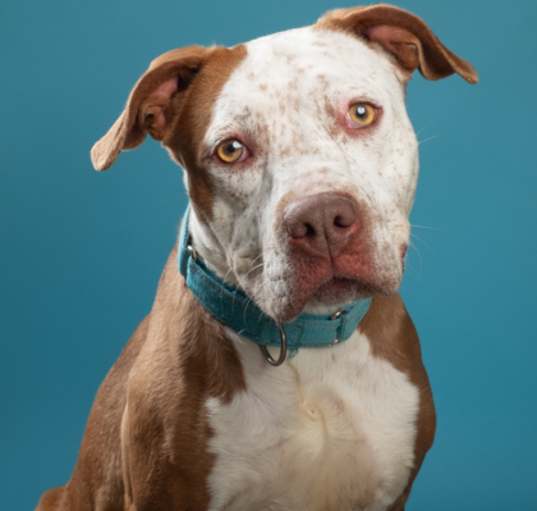 Photo of Darla