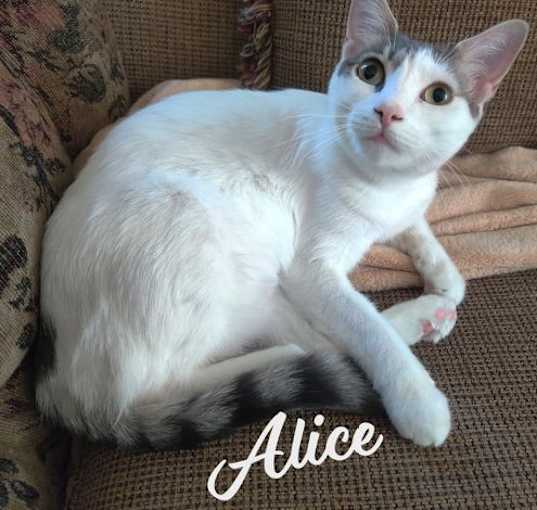 Photo of Alice #miss-congeniality