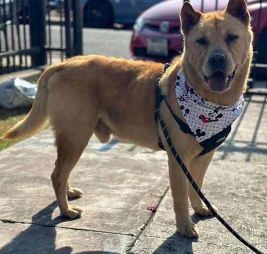 Photo of Buddy