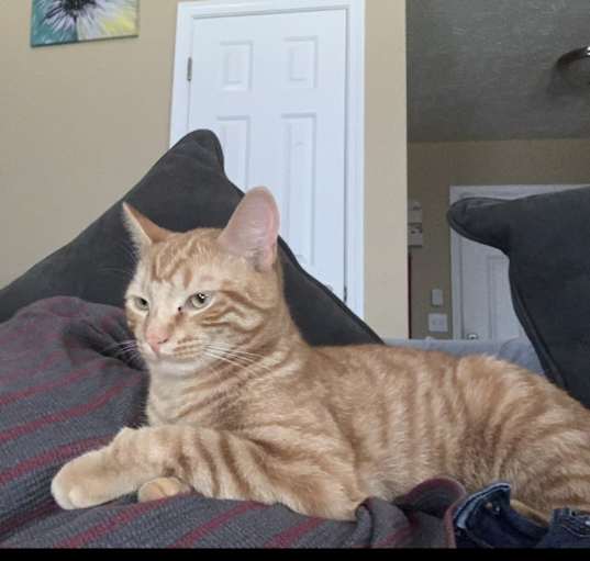 Photo of sweet low