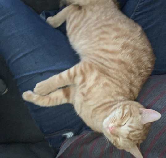 Photo of tootsie Roll