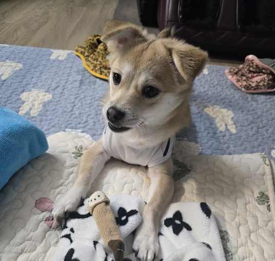 Photo of Hamong