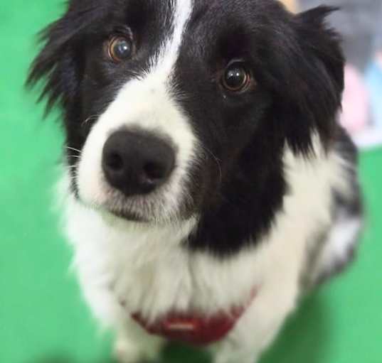 Photo of Cola