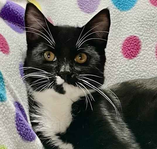 Photo of Captain