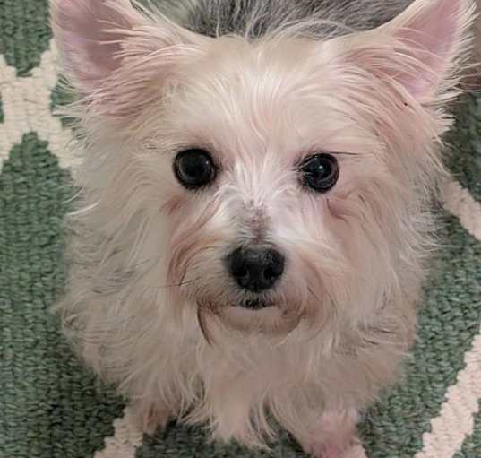 Photo of Rosie