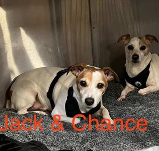 Photo of Jack & Chance *