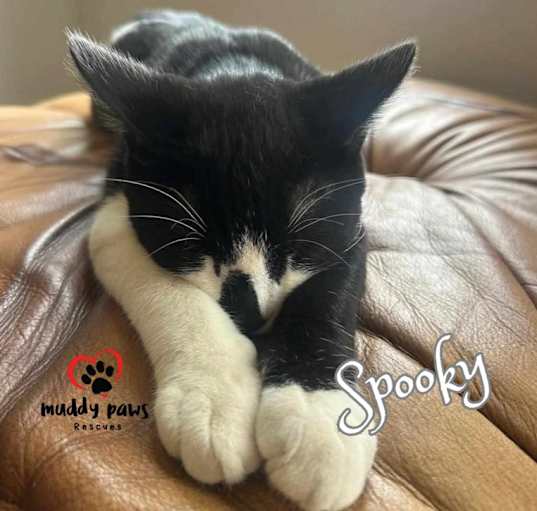 Photo of Spooky (Courtesy Post)