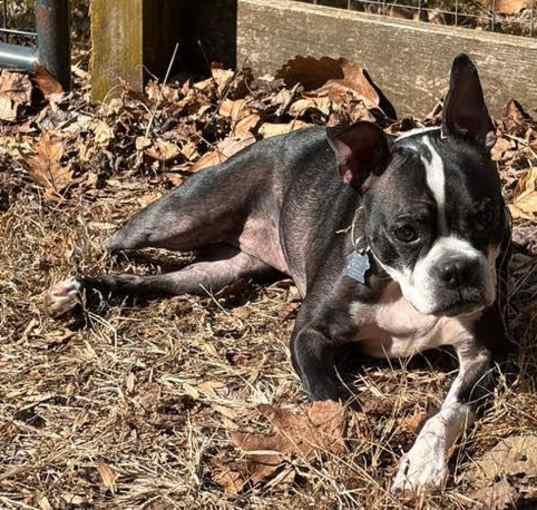 Photo of Bindy Blue-4559NC