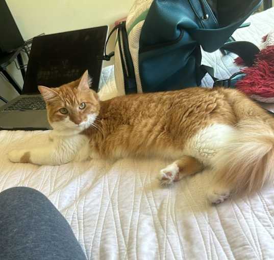 Photo of Phoenix