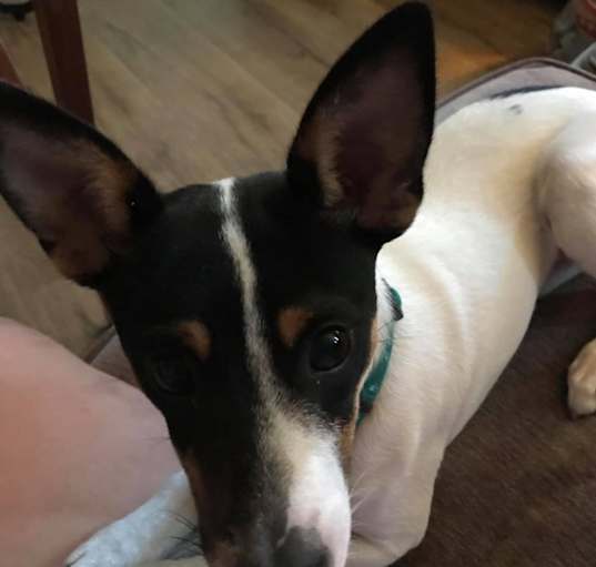 Photo of Roxy